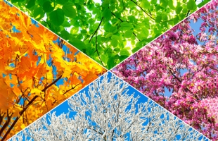 Dancing through the Seasons